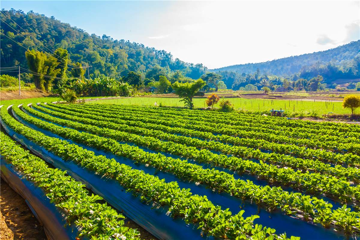 Healthy strawberry field with dense green plants
